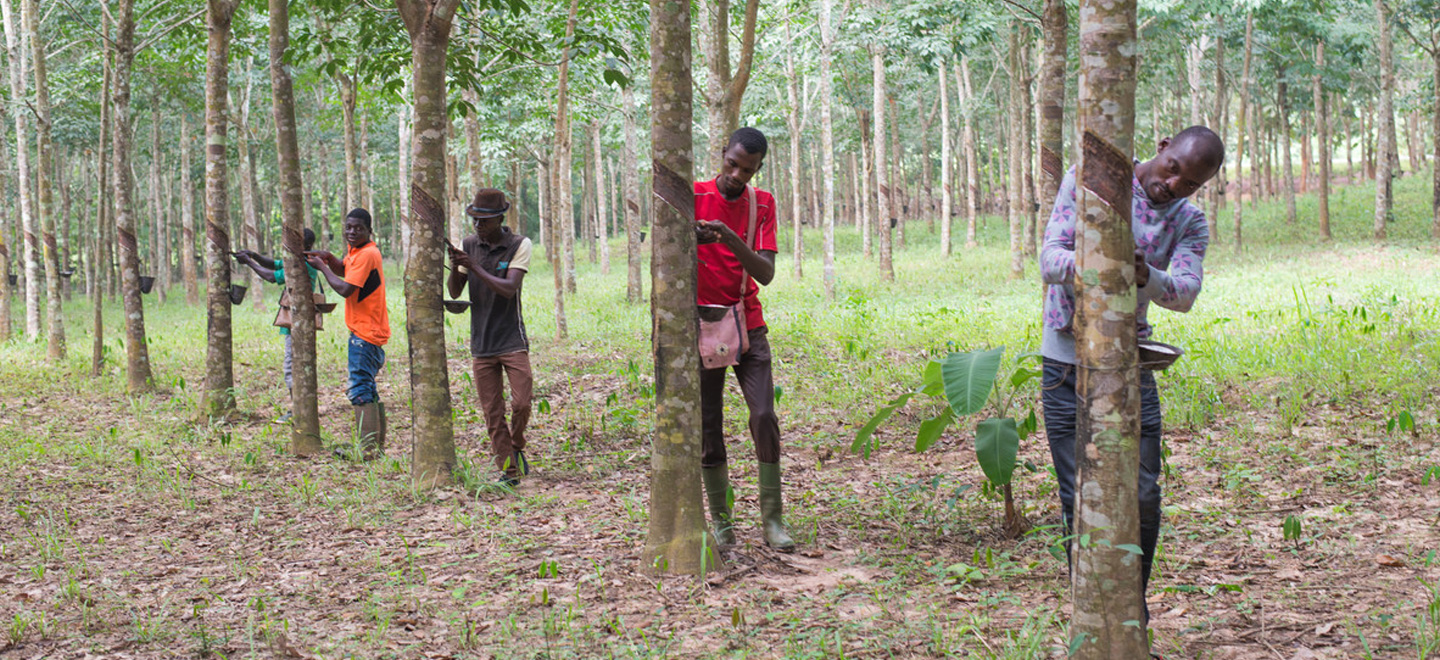 Rubber Producers Seek Investments in Plantations