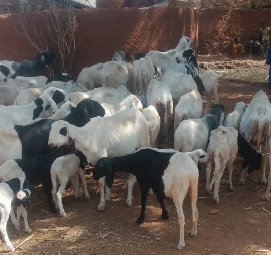 Sokoto Police Command foiled cattle rustling operation in Goronyo Local Government