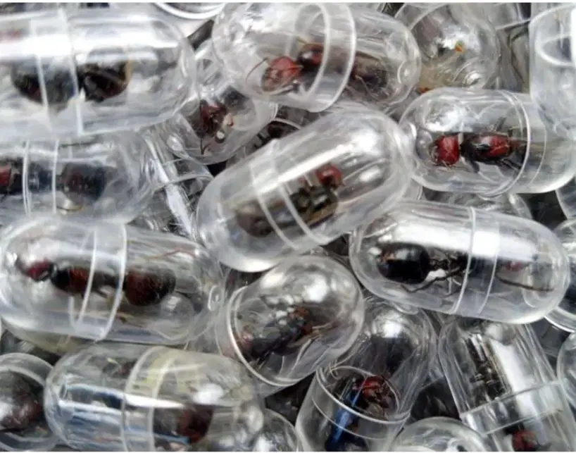 Chinese national nabbed for attempting to smuggle 2,000 queen ants from Kenya
