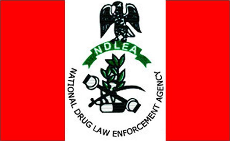 NDLEA raids drug dens, arrests 52 suspects in Kano 